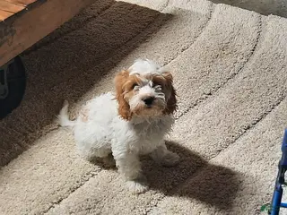 Cavapoo dogs Charlie - Ad 1