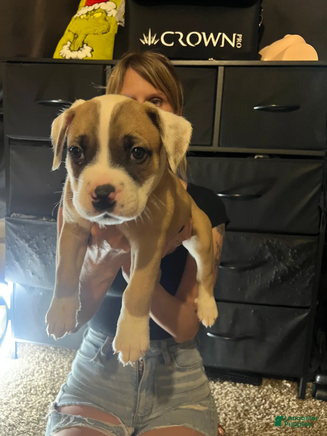 Mixed Breed dogs for sale: Mixed Breed 1 - Ad 2
