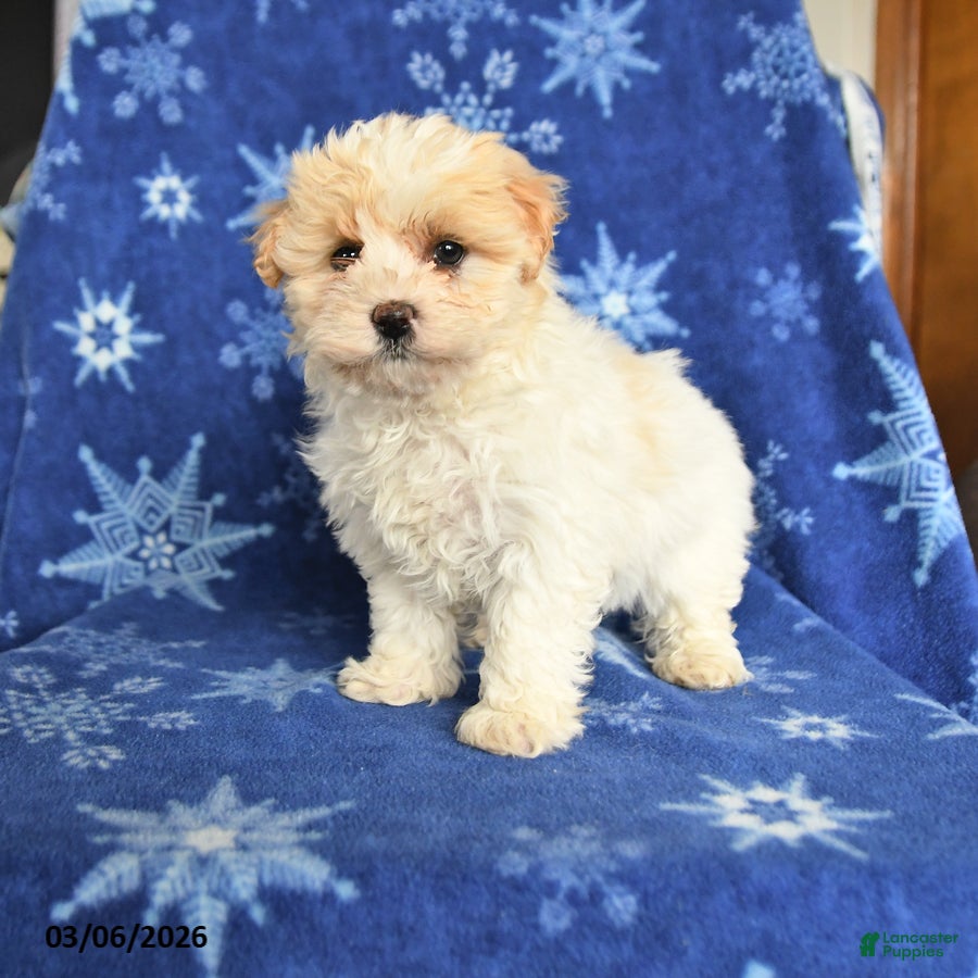Maltipoo dogs Macy - Ad 1