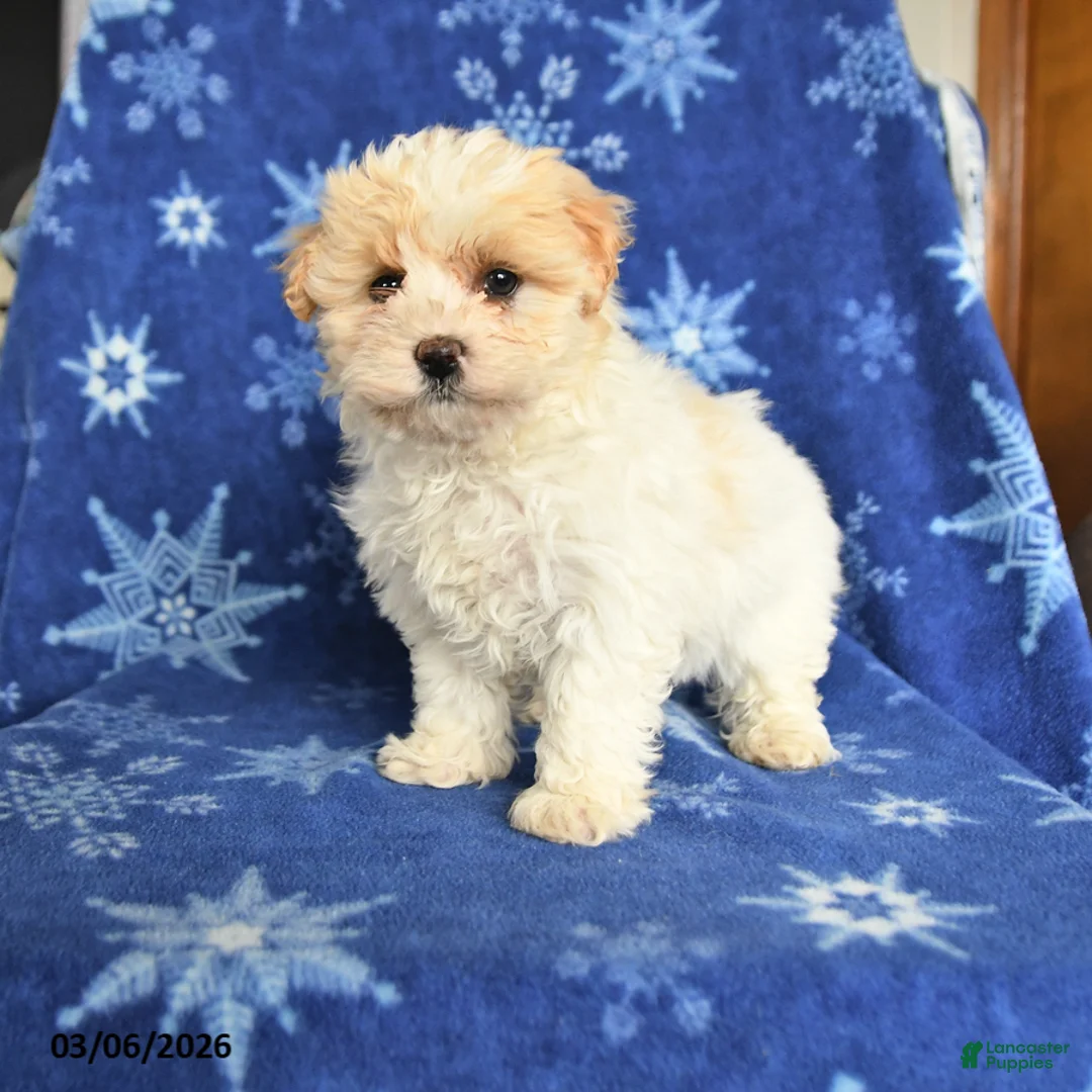 Maltipoo dogs for sale: Macy - Ad 1