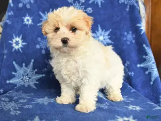 Maltipoo dogs for sale: Macy - Ad 1