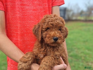 Mini Goldendoodle dogs Ace - Ad 20