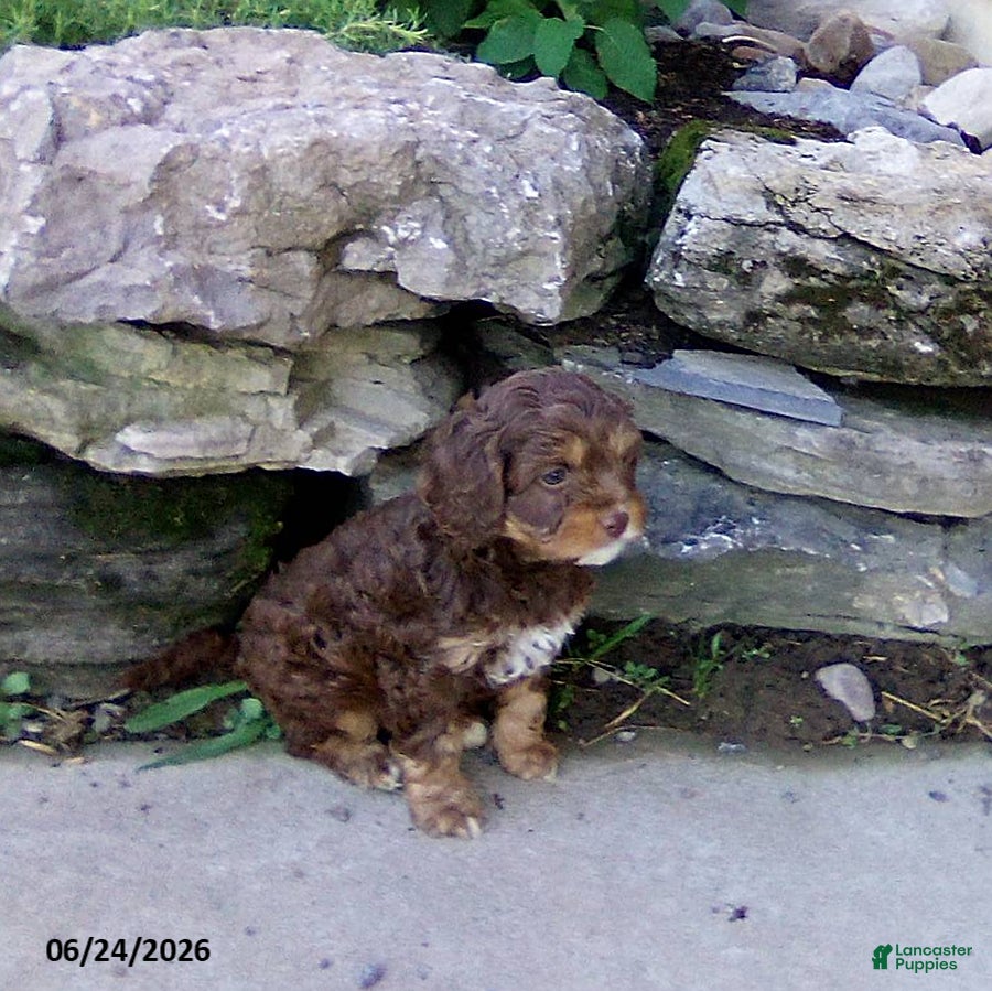 Cavapoo dogs Frankie - Ad 1