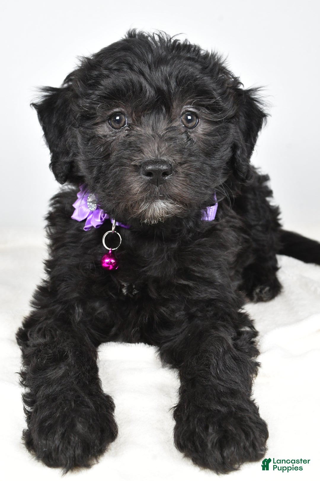 Newfypoo dogs for sale: Holly f one b - Ad 5