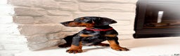 Doberman Pinscher dogs for sale: Bishop (Euro) - Ad 3