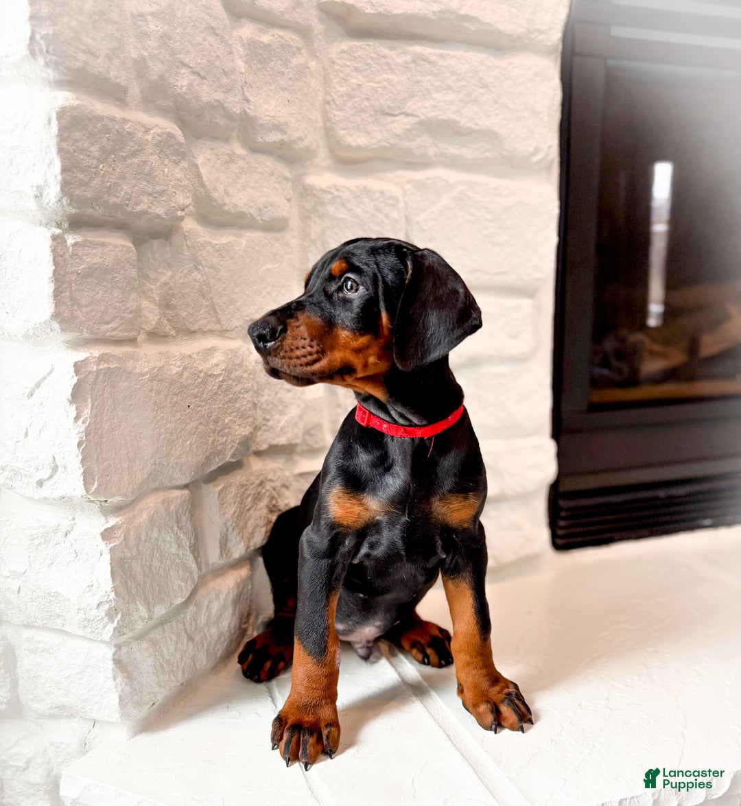 Doberman Pinscher dogs for sale: Bishop (Euro) - Ad 3