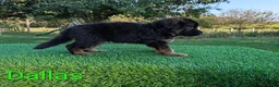 German Shepherd dogs for sale: Dallas - Ad 3