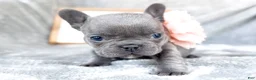 French Bulldog dogs for sale: Guava Blue AKC Female Frenchie - Ad 3