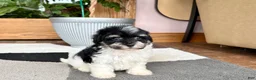 Havapoo dogs for sale: Havapoo girl 2 - Ad 4
