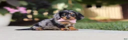 Miniature Dachshund dogs for sale: Cora - Ad 3
