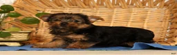 Yorkshire Terrier dogs for sale: Zara - Ad 6