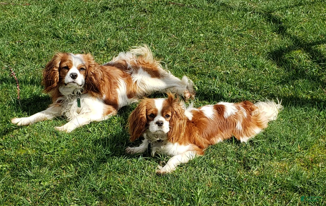 Cavalier King Charles Spaniel dogs for sale: Scout - Ad 2
