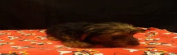 Yorkshire Terrier dogs for sale: stanly - Ad 4