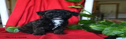 Bichpoo dogs for sale: Sandy - Ad 3