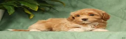 Havapoo dogs for sale: Tasha - Ad 2
