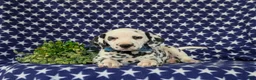 Dalmatian dogs for sale: Julian - Ad 6