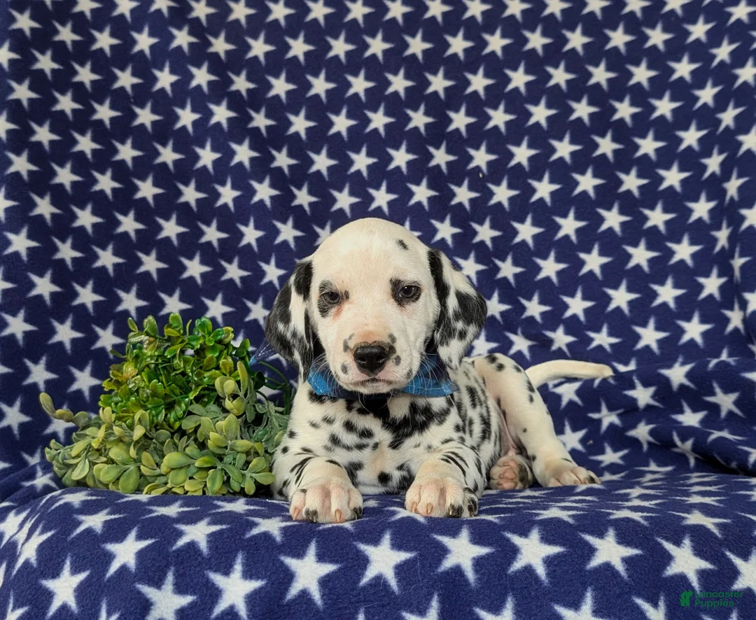 Dalmatian dogs for sale: Julian - Ad 6