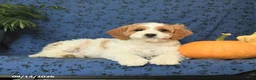 Cavapoo dogs for sale: Chip - Ad 4