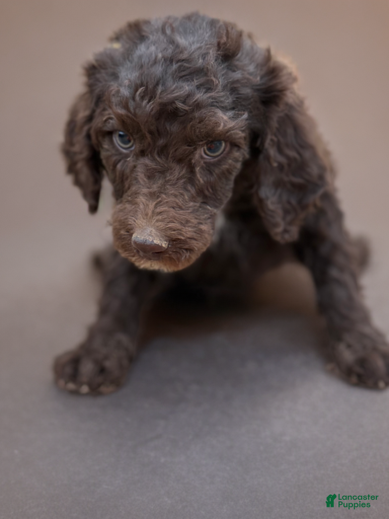 Standard Poodle dogs Standard Poodle Puppy 3 - Ad 39