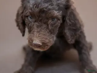 Standard Poodle dogs Standard Poodle Puppy 3 - Ad 28