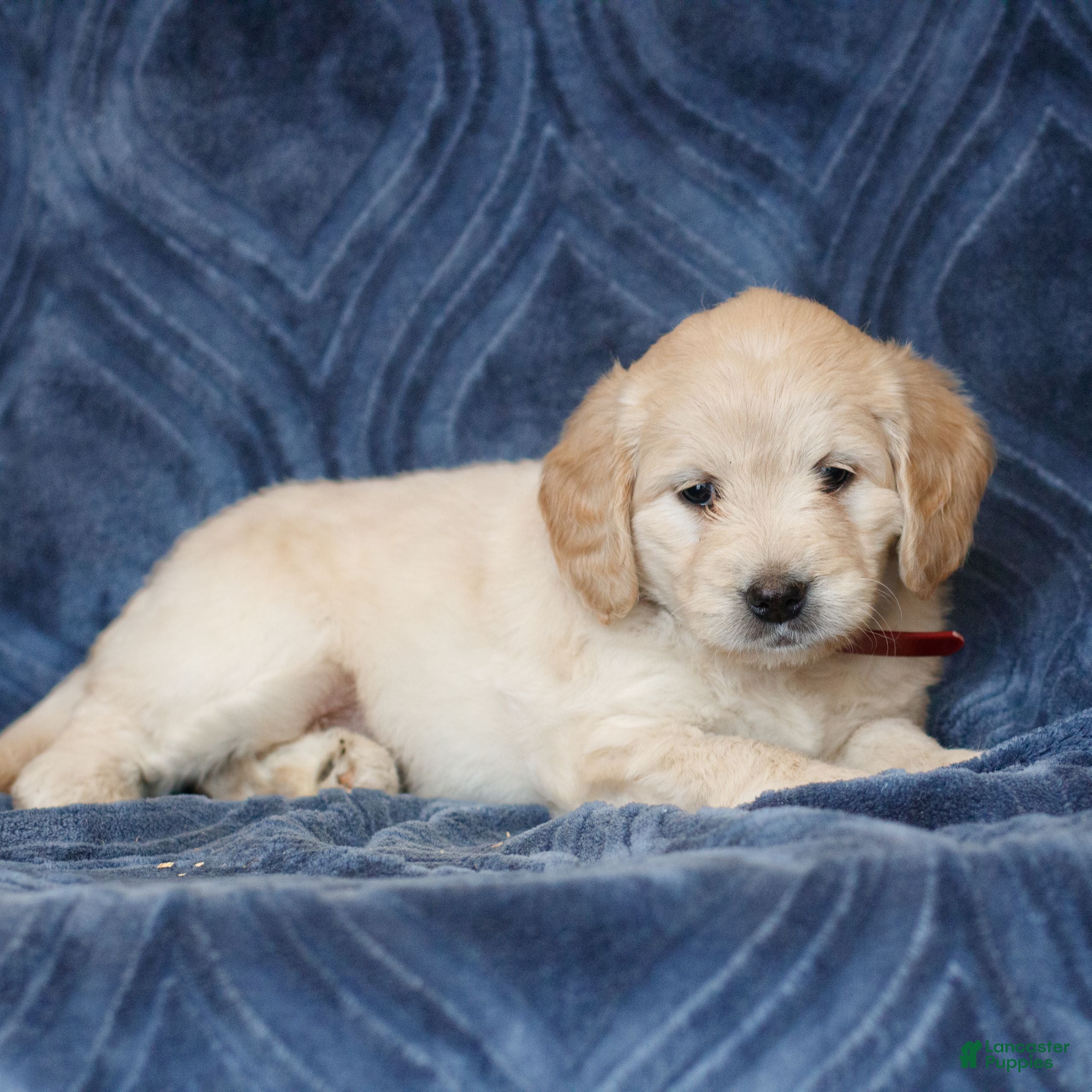 Mini Goldendoodle dogs Kayla  - Ad 2