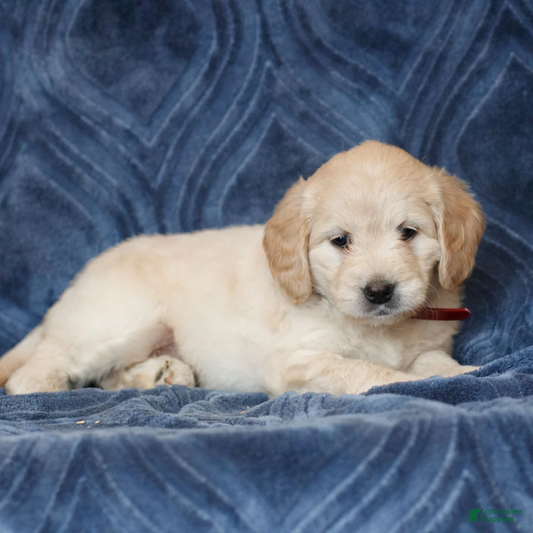 Mini Goldendoodle dogs for sale: Kayla  - Ad 2