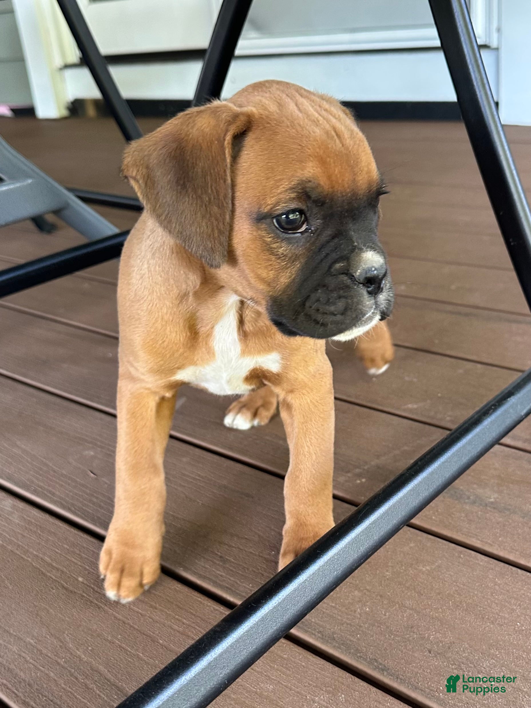 Boxer dogs Sadie - Ad 2