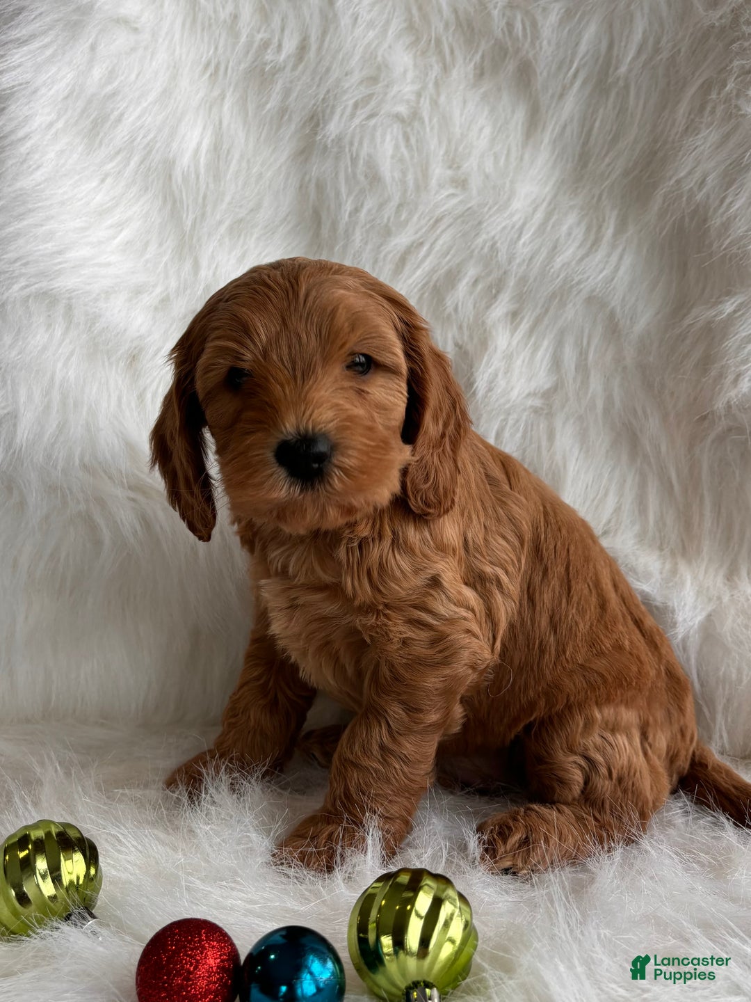 Mixed Breed dogs for sale: Mini Holly  - Ad 2