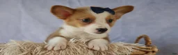 Welsh Corgi Pembroke dogs for sale: Zander 🐾 - Ad 16