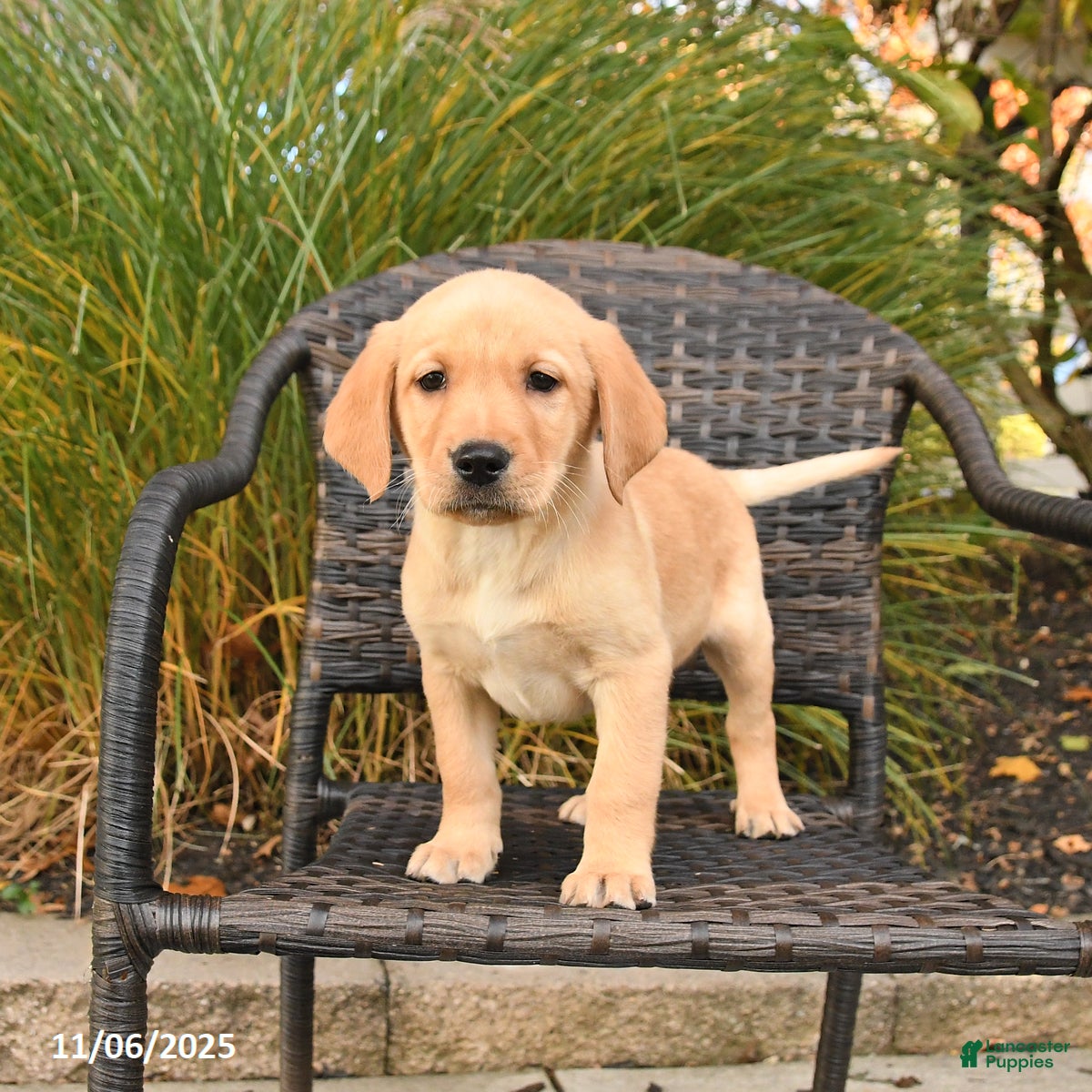 Labrador Retriever dogs Malex - Ad 20