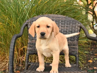 Labrador Retriever dogs Malex - Ad 1