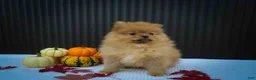 Pomeranian dogs for sale: 🐾 Meet Rosco — A Bouncy Little Ball of Fluff! 🐾 - Ad 12