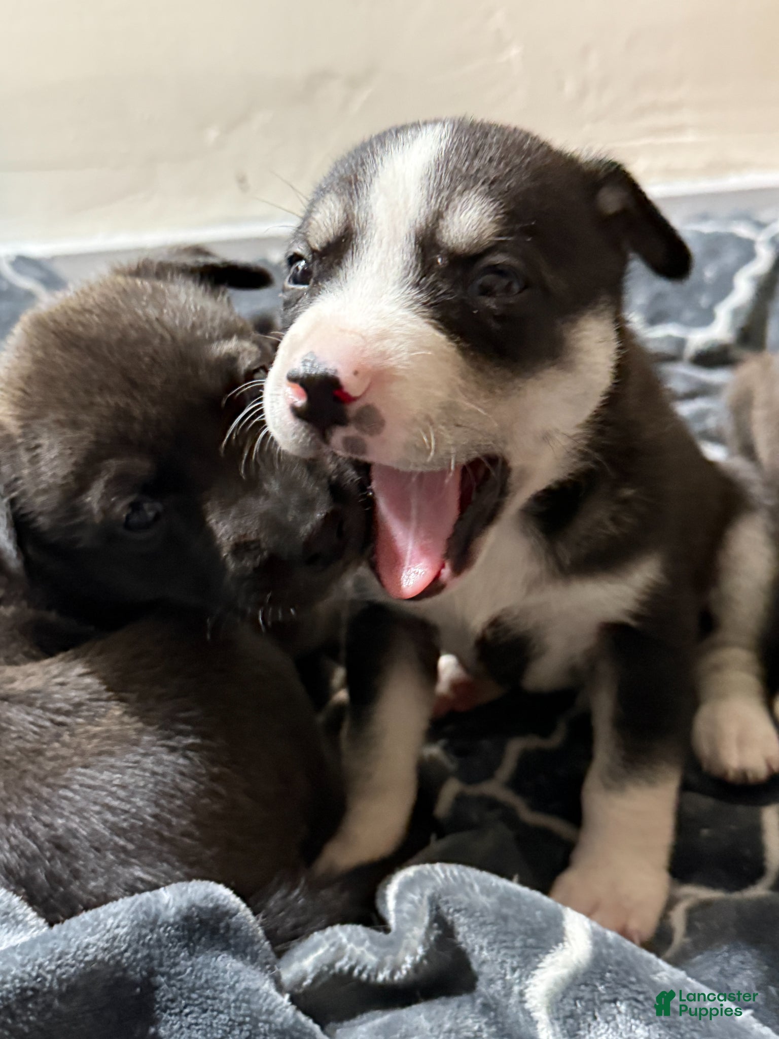 Mixed Breed dogs Lab/Husky Breed Puppies 1-7 - Ad 1