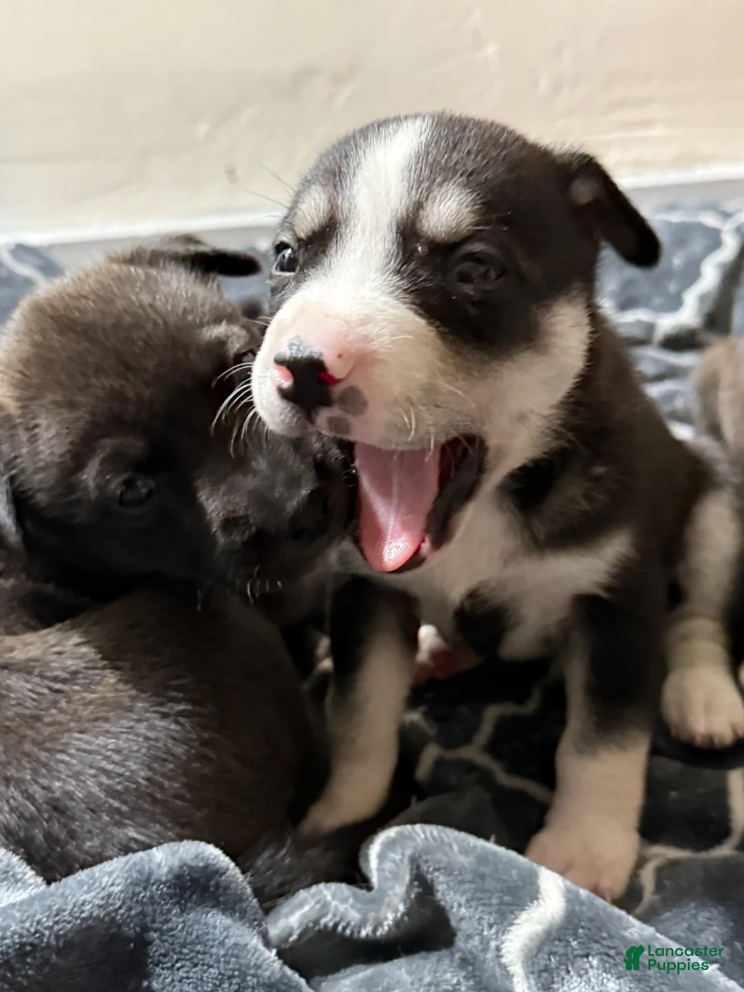 Mixed Breed dogs for sale: Husky/Lab mixed litter of 10 puppies - Ad 1