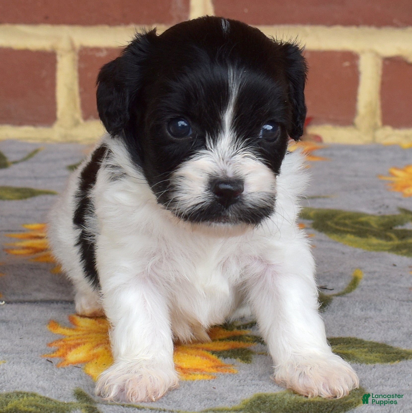 Cavachon dogs Barnaby - Ad 1