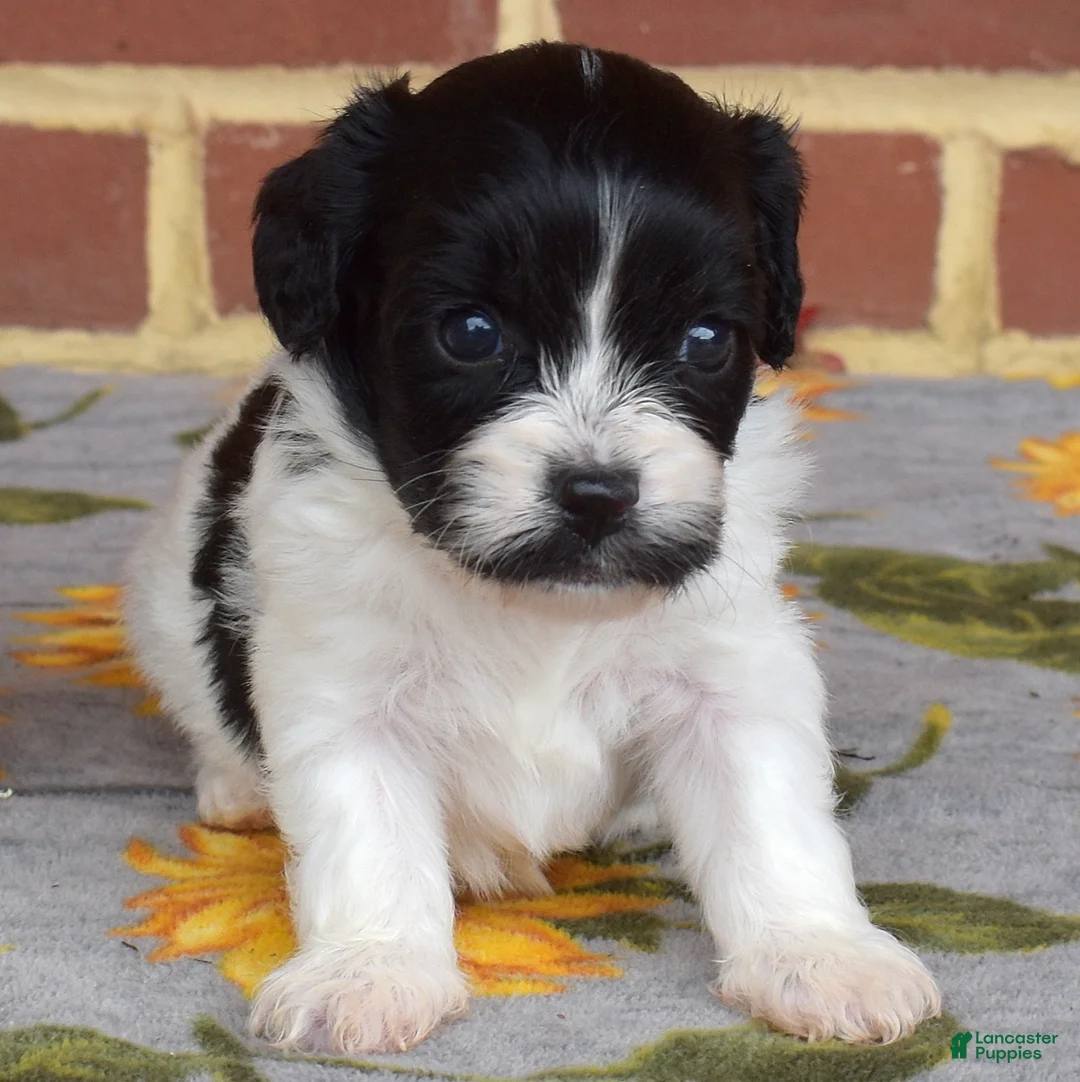 Cavachon dogs for sale: Barnaby - Ad 1