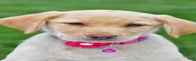 Remi