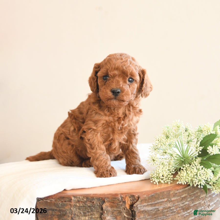Toy Poodle dogs Tucker - Ad 2