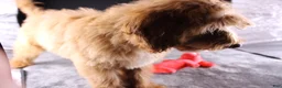Mini Aussiedoodle dogs for sale: Dora - Ad 11