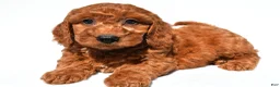 Mini Goldendoodle dogs for sale: Chloe - Ad 3
