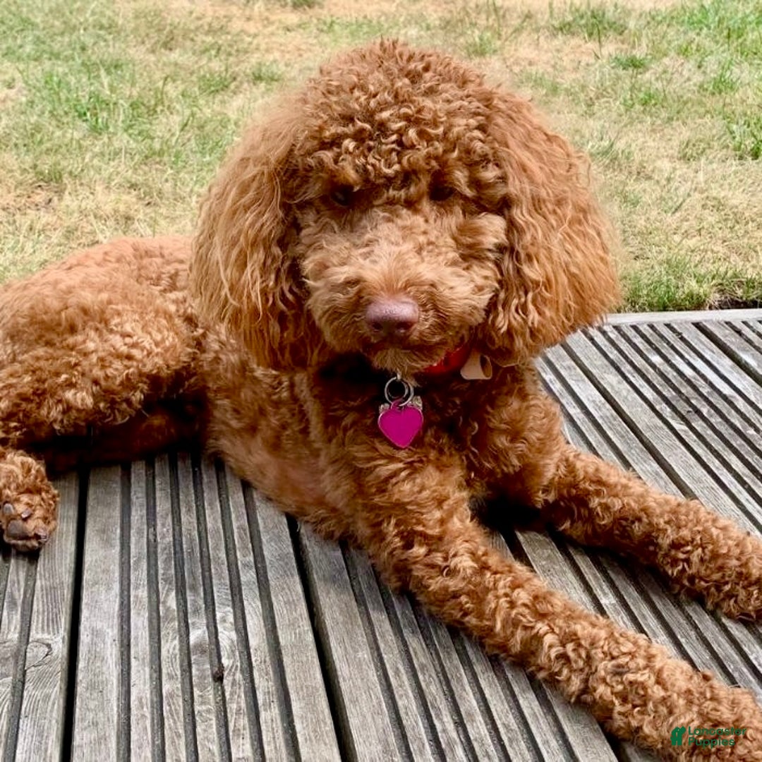 Cavapoo dogs for sale: Baxter - Ad 6