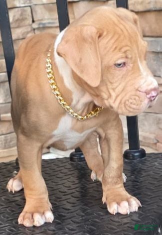 American Pit Bull Terrier dogs Rocco - Ad 2