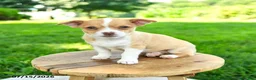 Chihuahua dogs for sale: Novak - Ad 3
