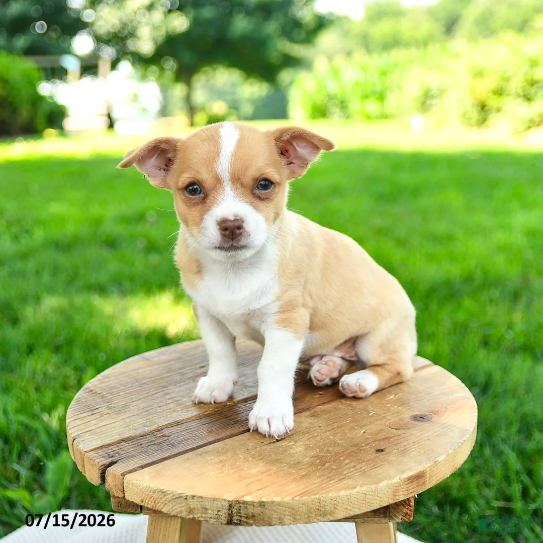 Chihuahua dogs for sale: Novak - Ad 3