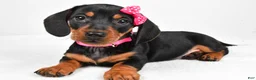 Miniature Dachshund dogs for sale: Tessa - Ad 8