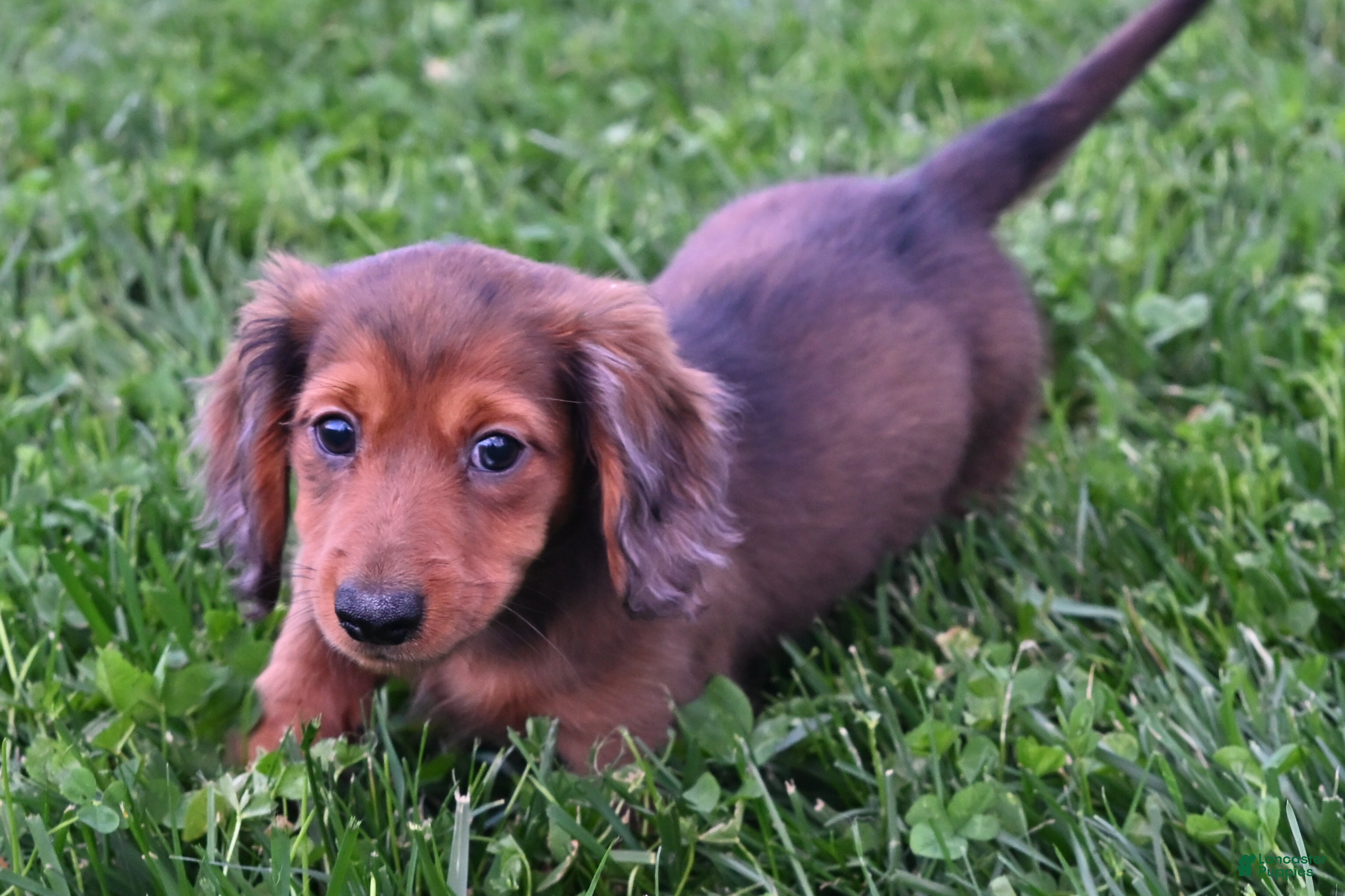 Miniature Dachshund dogs AKC Jewel - Ad 2