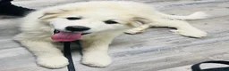 Great Pyrenees dogs for sale: Great Pyrenees Puppy  - Ad 2