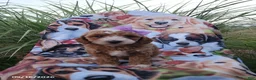 Miniature Poodle dogs for sale: Rosie - Ad 1