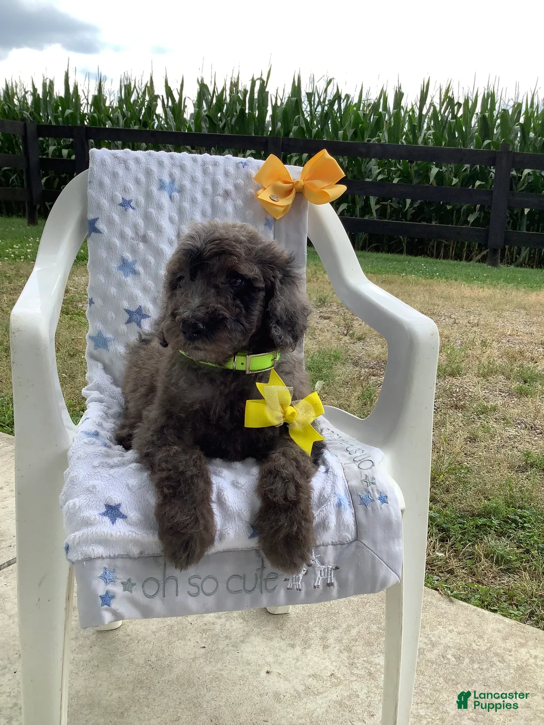 Goldendoodle dogs for sale: Rex-F1bb-Goldendoodle 1 - Ad 1