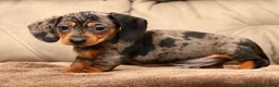 Miniature Dachshund dogs for sale: Nemo - Ad 7
